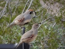 34-paartje-cambels-quails