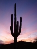 35-saguaro-bij-avondlicht