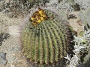 38-barrel-cactus