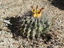 39-jonge-barrel-cactus