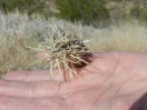 40-jumping-cholla-vrucht