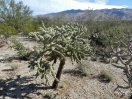 42-teddybear-cholla