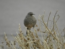 45-curve-billed-thrasher