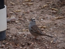 47-white-crowned-sparrow