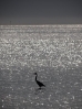 19-een-eenzame-reiger-600x800