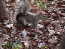 32-de-beroemde-squirrels-800x600