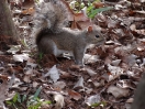 32-de-beroemde-squirrels-800x600