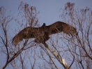 33-vulture-in-de-landing-800x600