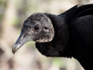 39-kop-turkey-vulture-800x600