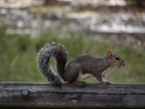 43-ground-squirrel-800x600