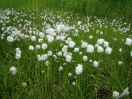 06-cotton-gras-field