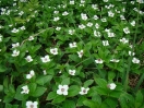 07-dog-wood-flower-field