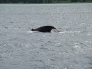 11-even-een-grey-whale-tussendoor