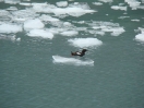 18-pigeon-guillemot-nog-niet-hersteld-na-de-exxon-valdez-ramp