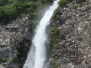 30-glaucous-gull-kolonie-naast-de-waterval