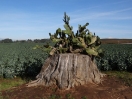 19-cactus-groeit-op-oude-boomstronk-bij-spruitjes-veld