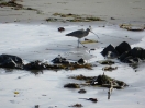 26-long-billed-curlew