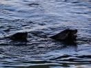 29-sealions-in-morro-bay