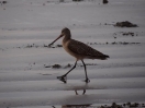 40-marbled-godwit