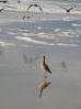 45-long-billed-curlew