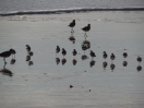 46-sanderlings-stappen-naar-de-golven