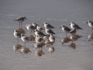 47-sanderlings-op-laag-water