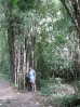 16-bamboo-plant-erawan-n-p