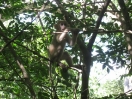 18-gewoon-onderweg-wilde-apen