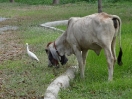 32-jonge-buffel-met-hangoren