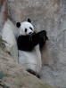 42chiang-mai-zoo-panda