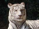 43-chiang-mai-zoo-witte-tijger