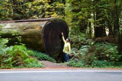 The Redwood Coast of Northern California