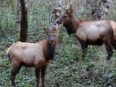 20-onverwacht-een-paar-mannetjes-elks