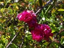 29-nog-steeds-bloeiende-bloemen