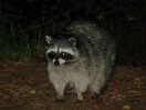 43-een-nieuwsgierige-raccoon