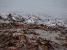 49-sanderlings-aan-de-bodega-bay