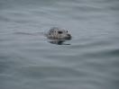 50-de-harbourseal-komt-even-kijken-in-bodega-bay