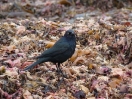 53-bodega-bay-strandvogel-naam onbekend