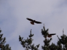 55-turkey-vultures-in-de-vlucht