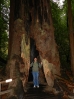 58-voorlopig-de-laatste-sequoia