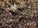 40-male-house-finch