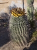 14-barrel-cactus