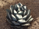 16-agave