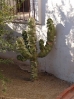 17-onbekende-cactus