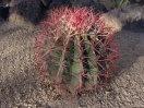 18-jonge-barrel-cactus