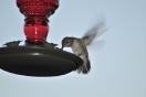 39-female-black-chinned-hummingbird