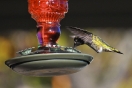 40-female-ruby-throated-hummingbird