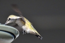 41-hummingbird-naam-onbekend