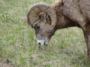 13-mooie-horens-van-dit-big-horn-sheep
