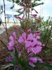 17-fireweed-algemeen-in-alaska